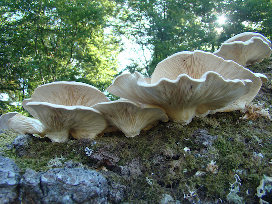oyster